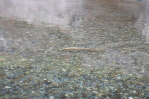 富士川　鮎　鯉